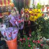 Parades de Sant Jordi IMG-20170424-WA0002