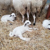 Mercat del Ram de Vic IMG-20190417-WA0001