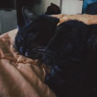 Mi gato, mi fiel compañero 83b24506-ac02-43d2-9d8a-b6b0c4815f0a
